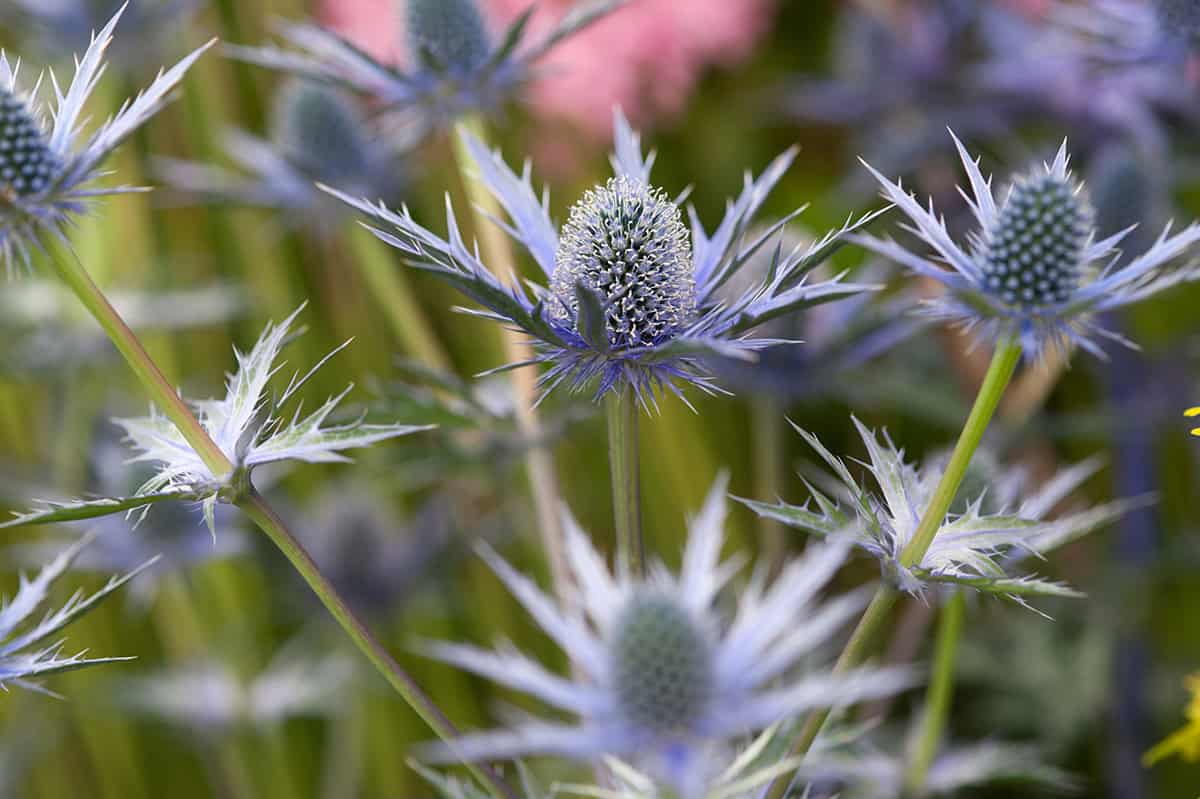 Kruistdistel in bloei