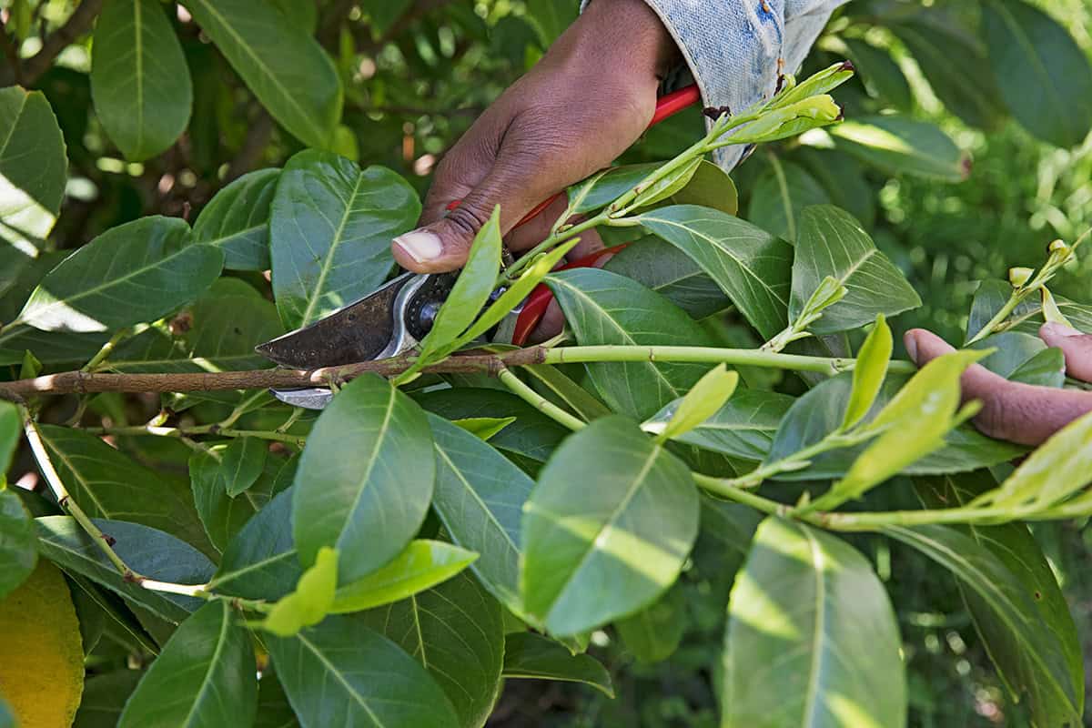 Lauriertak wordt gesnoeid