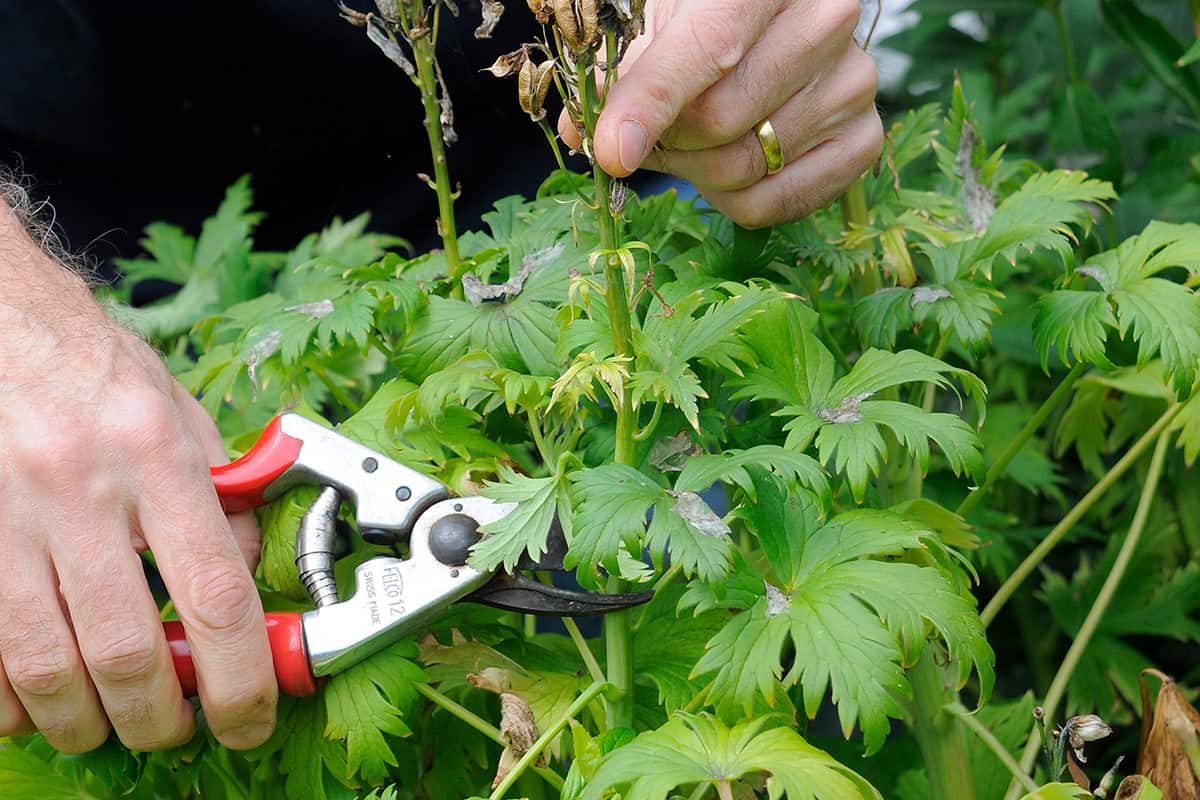 Ridderspoor wordt gekopt