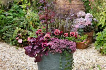 Plantenpot met planten in donkerrode kleuren, waaronder siergras, hibiscus, purperklokje, vetkruiden klimop.