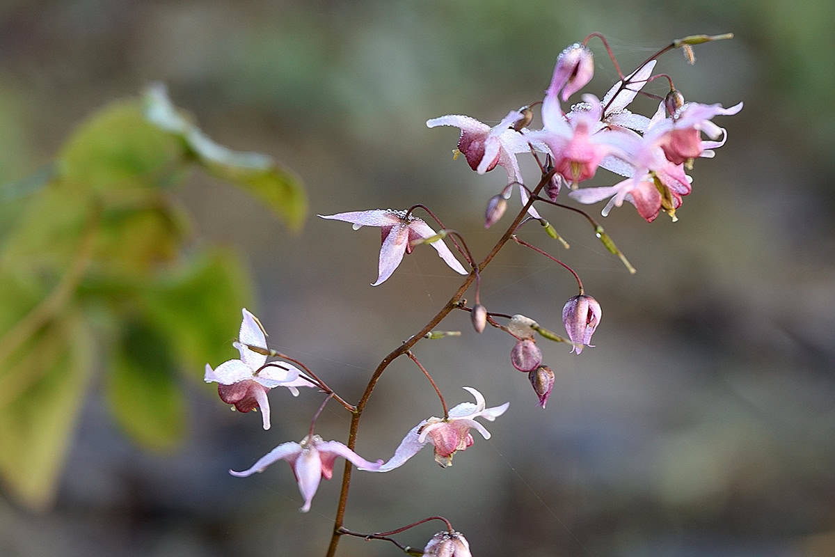 Epimedium Pink Elf in bloei