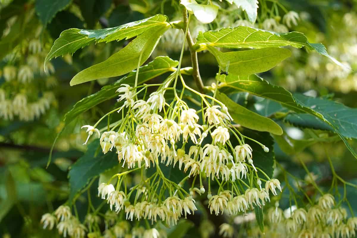 Bloeiende kleine linde