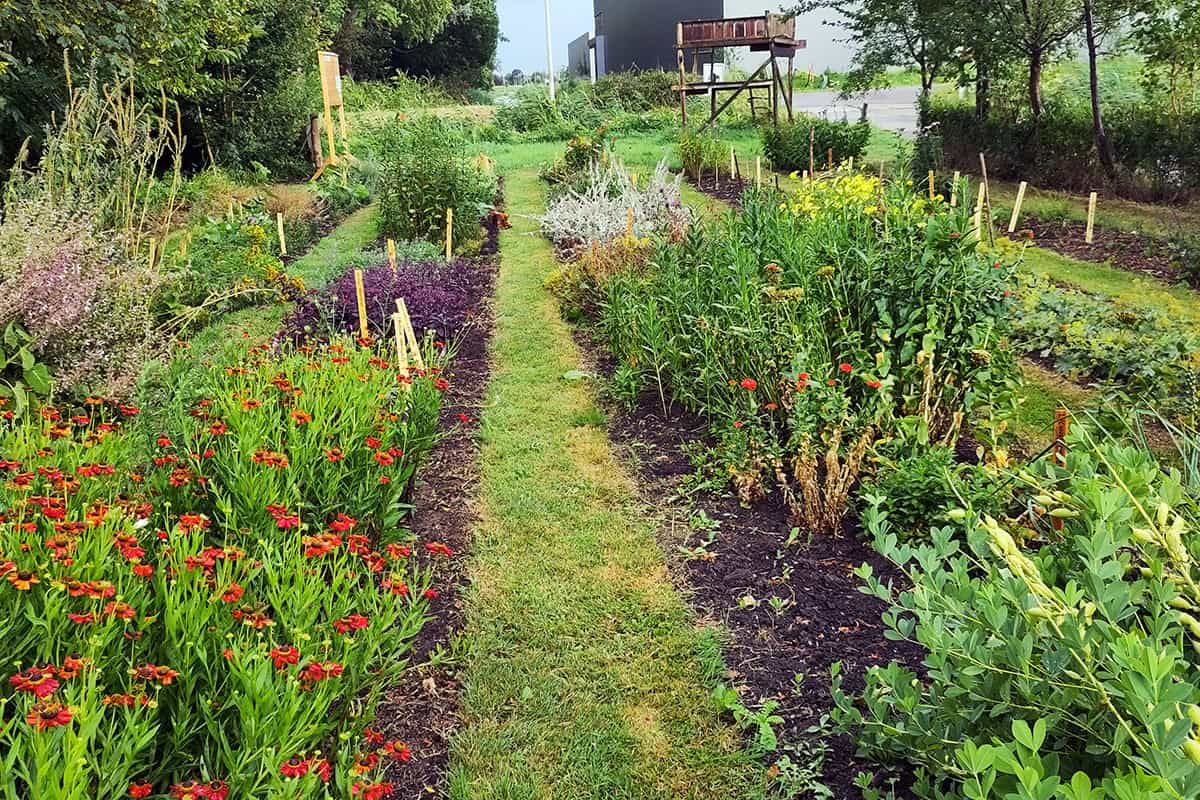 Bloembedden op kwekerij