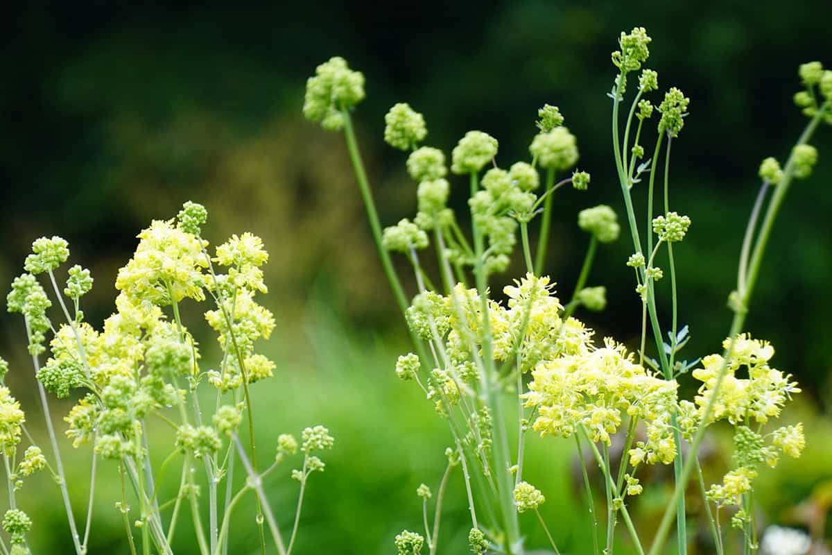 Ruit (Thalictrum sphaerostachym) in bloei