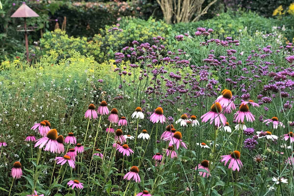 Bloeiende tuin op kwekerij De Glinstertuin