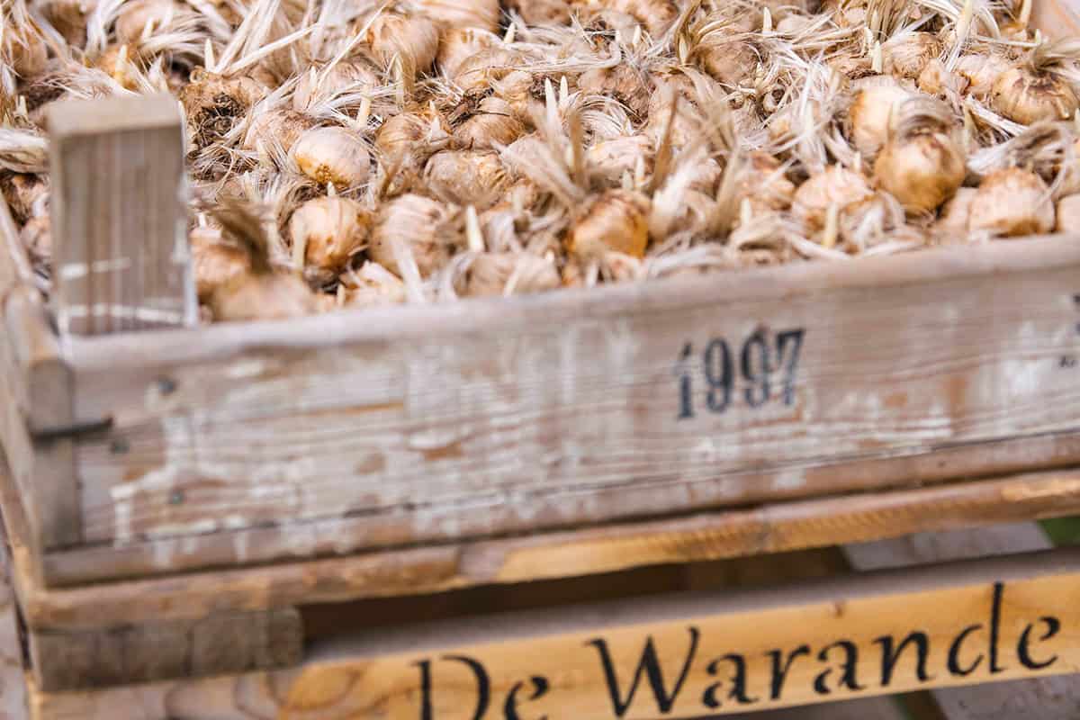 Krat vol met bloembollen