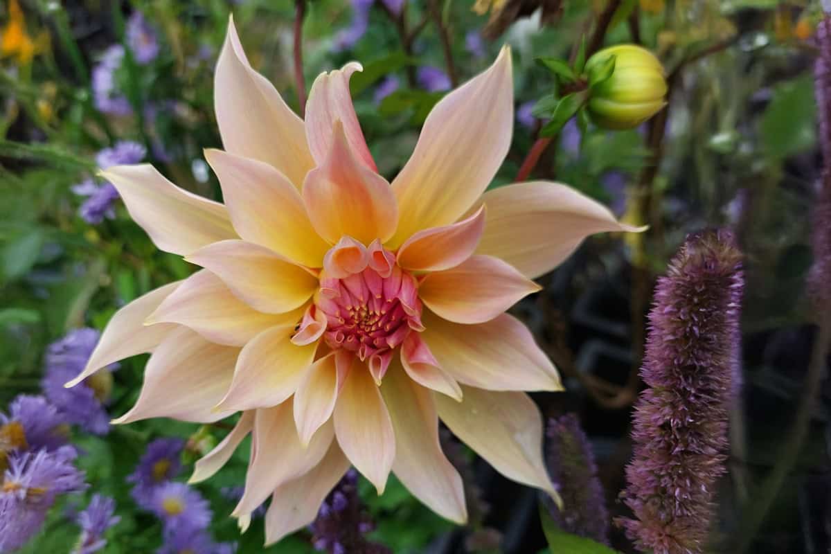 Dahlia Labyrinth in bloei