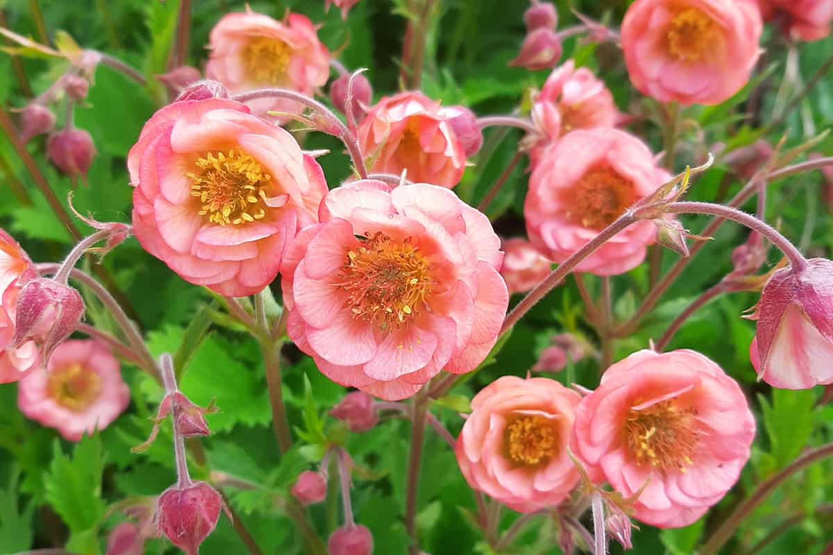 Geum Salmon delight in bloei