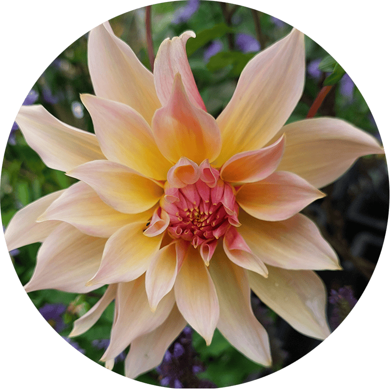 Dahlia in bloei