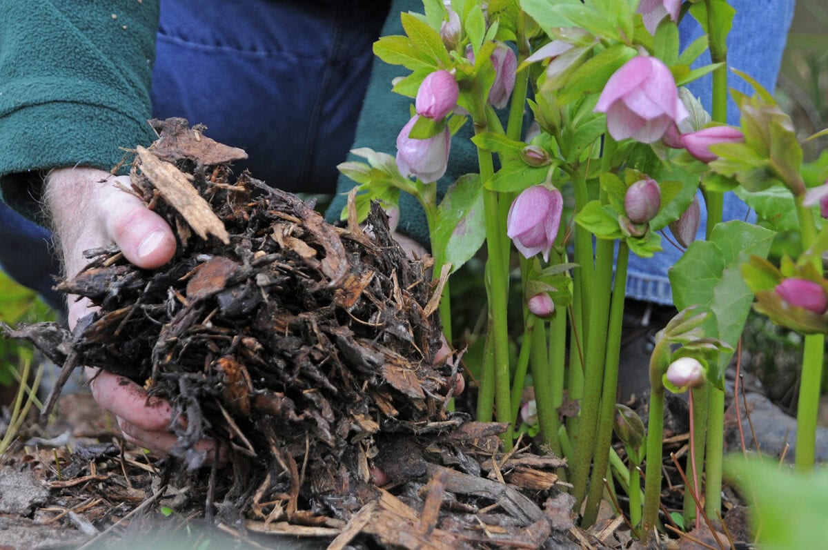 Iemand legt houtsnippers aan de voet van een plant.