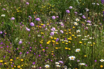 Inheemse bloemen in bloei.