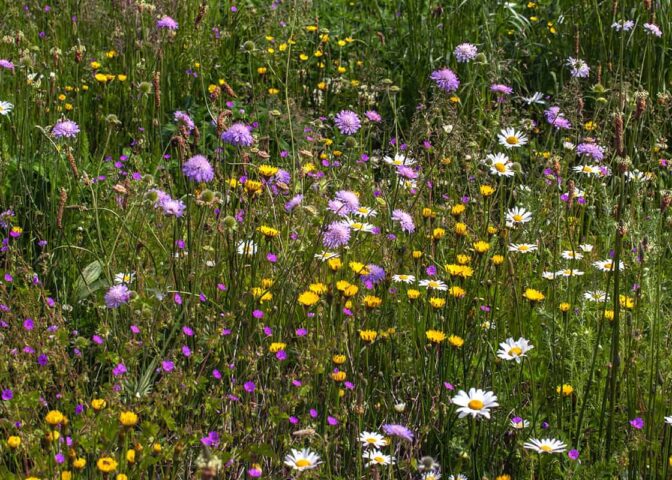 Inheemse bloemen in bloei.