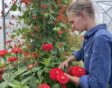 Heleen werkt in de kas van haar kwekerij met zinnia's.