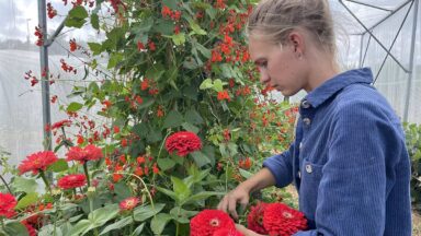Heleen werkt in de kas van haar kwekerij met zinnia's.