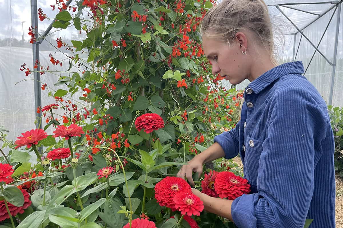 Heleen werkt in de kas van haar kwekerij met zinnia's.