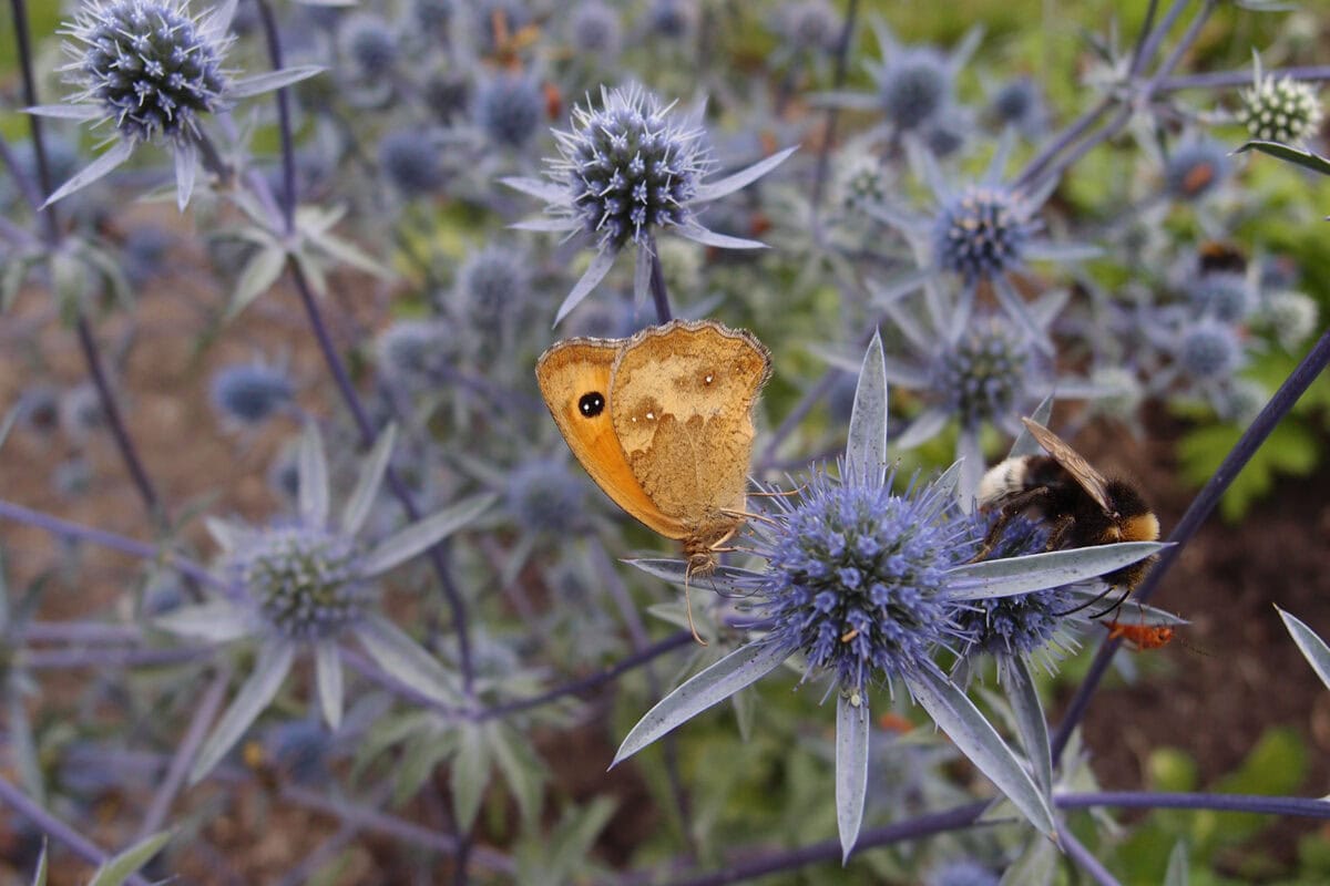 Distelplanten met vlinder.