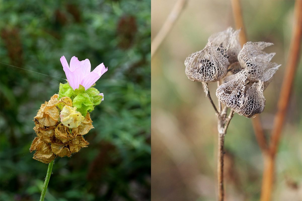 Links Malva moschata die bijna uitgebloeid is, rechts de zaaddozen van Malva moschata.