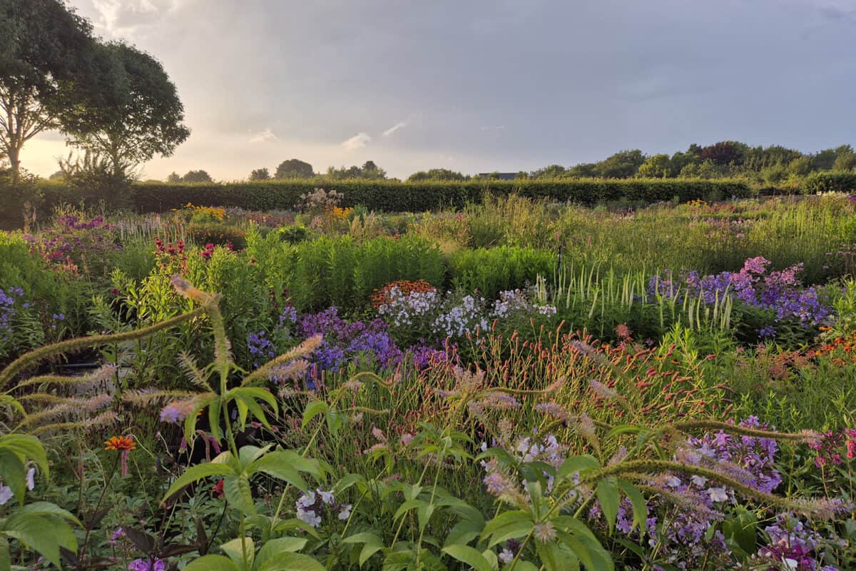Bloeiende planten op de kwekerij in het ochtendlicht.