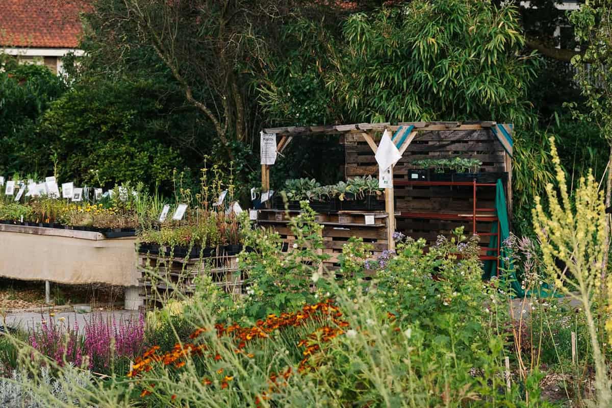 Een heleboel planten op kwekerij Noorderbloemen.