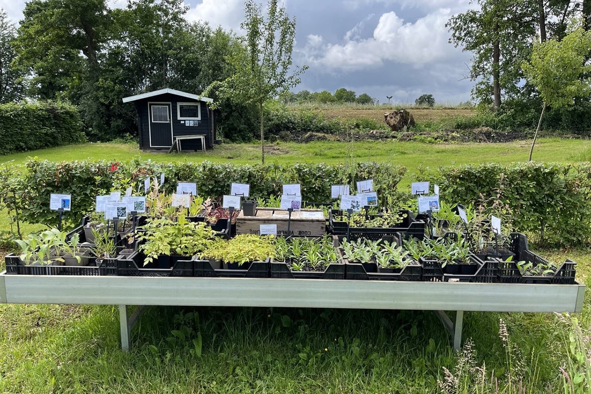 Planten voor de verkoop op tafel.