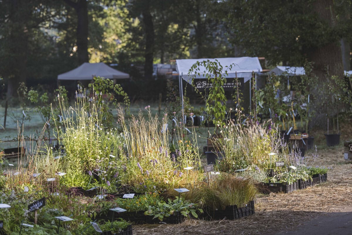 Een kraam met planten in het ochtendlicht.