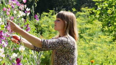Vrouw plukt bloemen in de tuin.