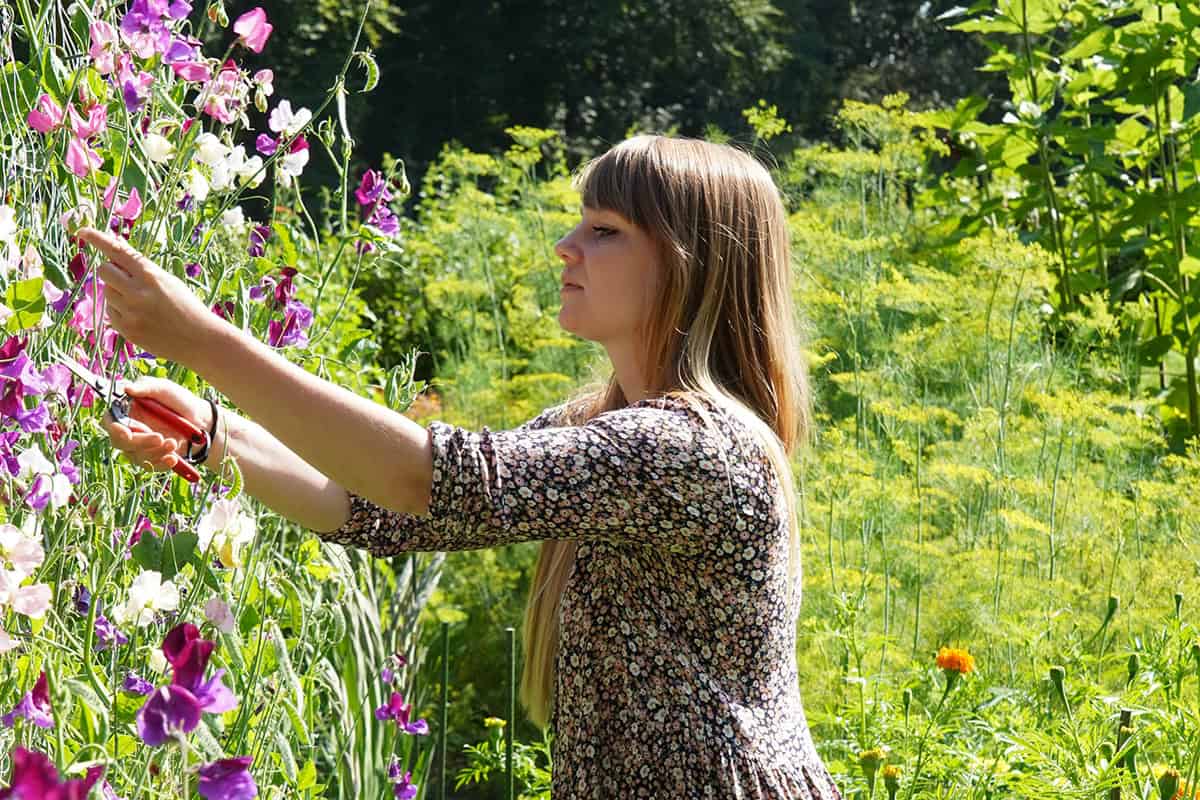 Vrouw plukt bloemen in de tuin.