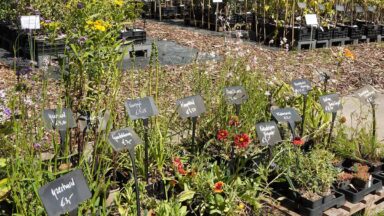 Een overzicht van planten op de kwekerij.