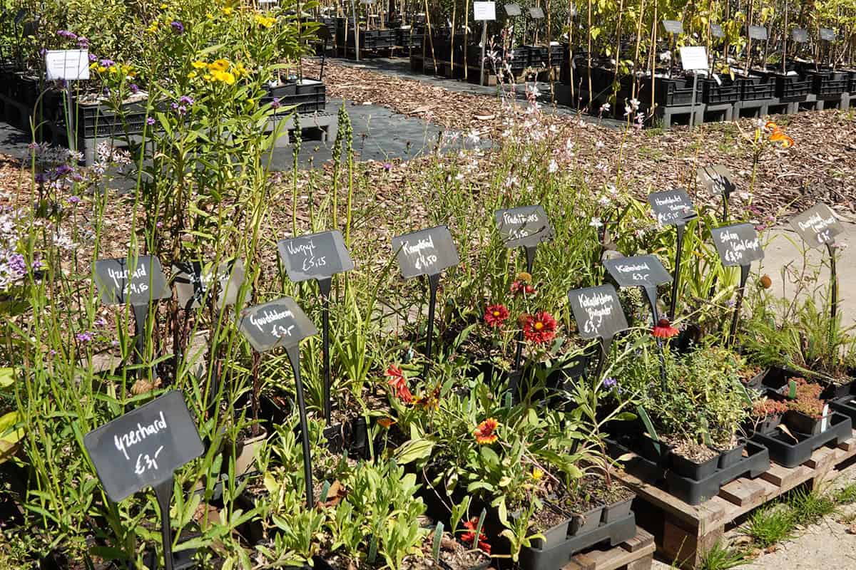 Een overzicht van planten op de kwekerij.
