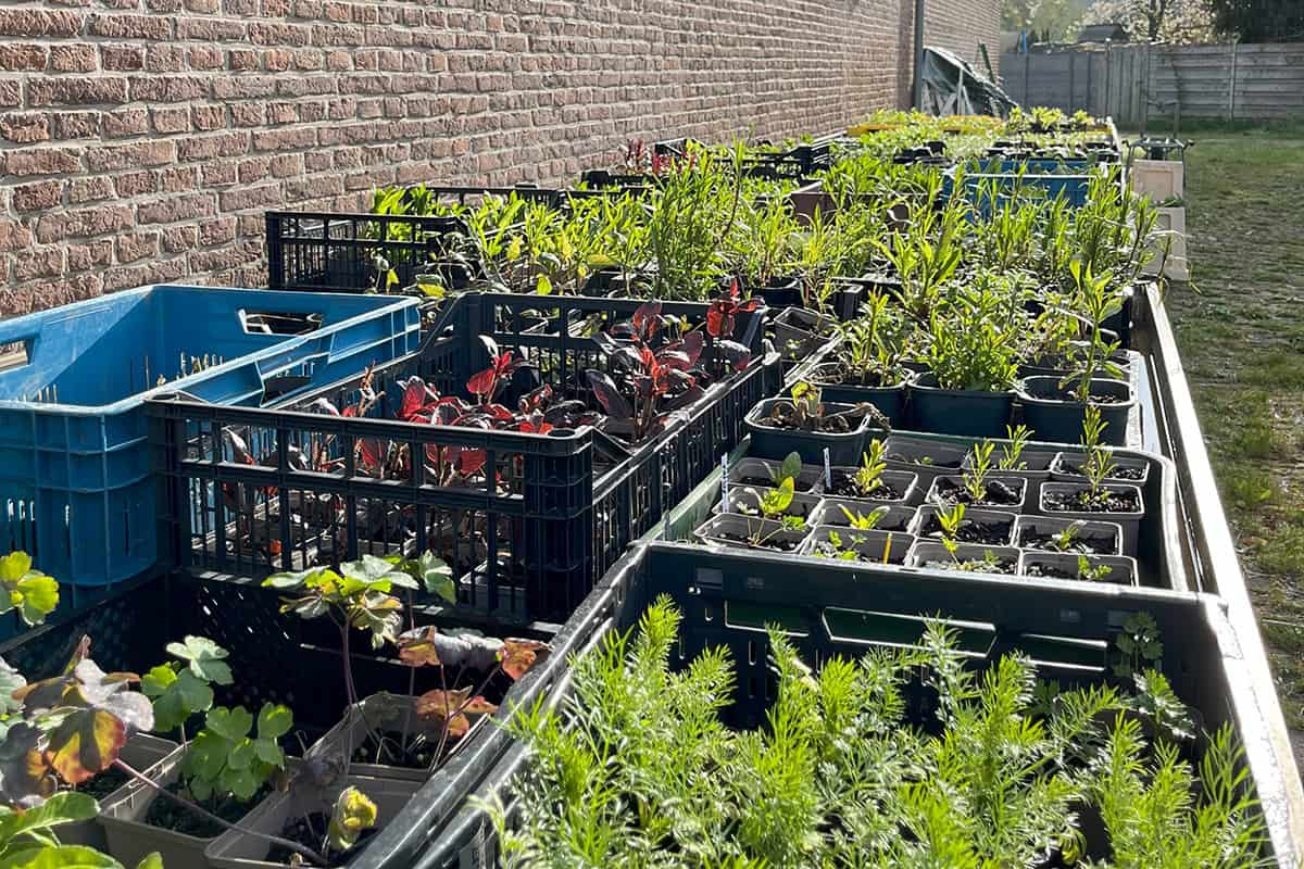 Planten uitgestald op tafel, op kwekerij Volvelds.
