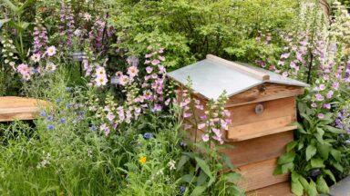 Tuin met bloemen en insectenhotel