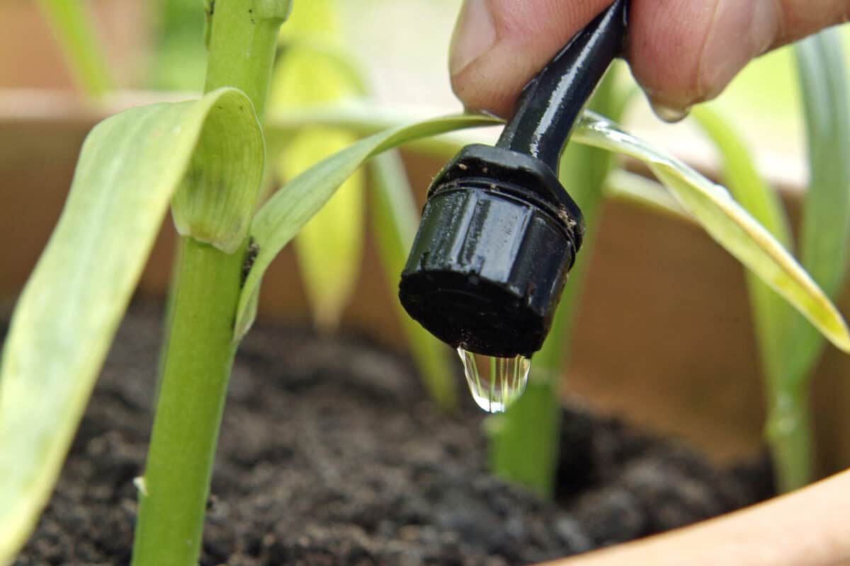 Iemand houdt een waterdruppelaar vast en er loopt een druppel uit in een potplant.