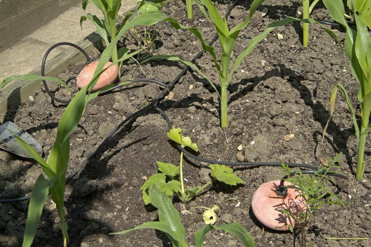 Een druppelslang ligt klaar in een moestuinbed op de grond.