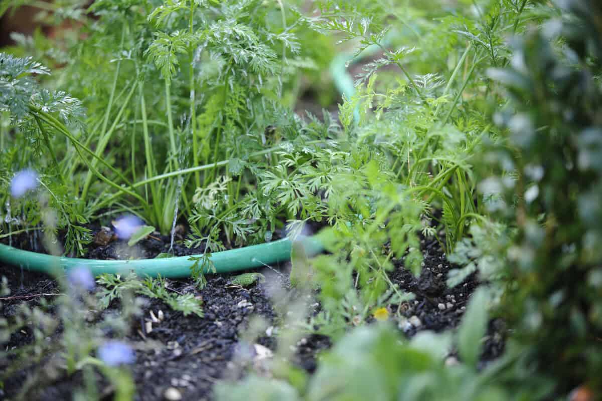 Een druppelslang ligt tussen de planten in de tuin, en staat aan.