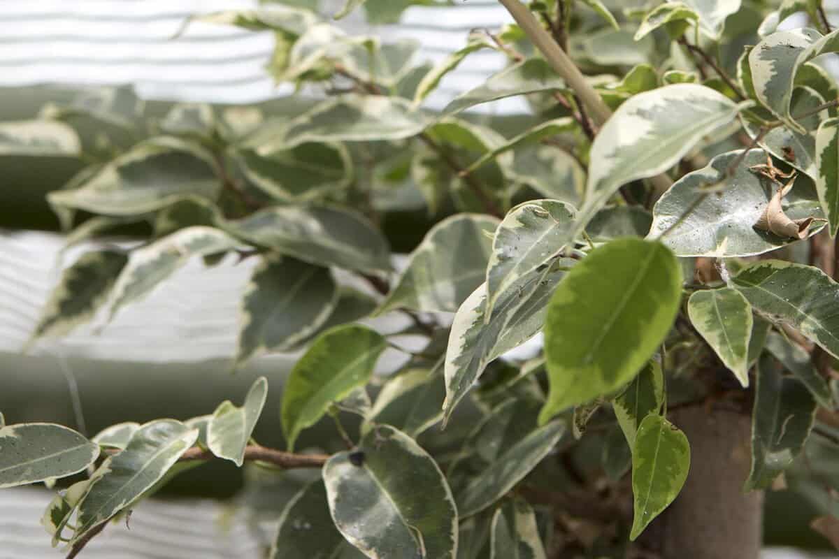 Treurvijf Ficus benjamina