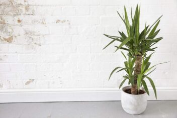 Een yucca in een pot tegen een witte muur.