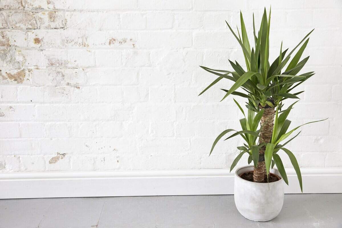 Een yucca in een pot tegen een witte muur.