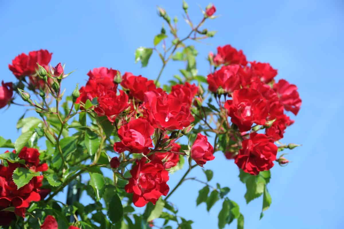 Rambling Rosie in bloei