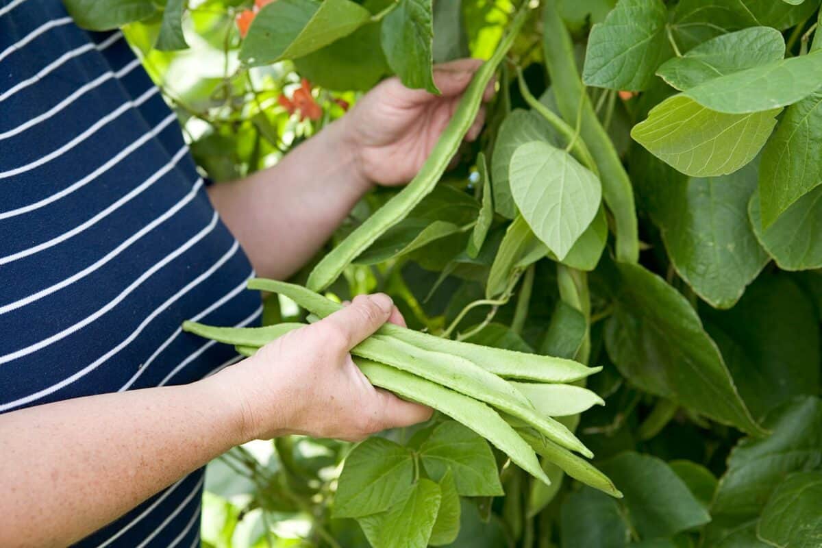 snijbonen oogsten