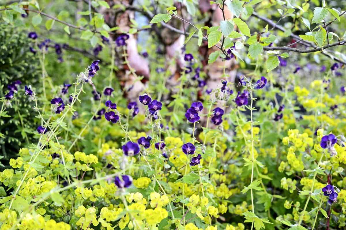 schaduwplanten: amandelwolfsmelk