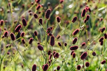 Bloemen van de grote pimpernel
