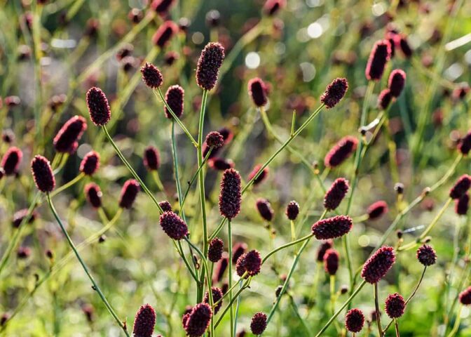 Bloemen van de grote pimpernel