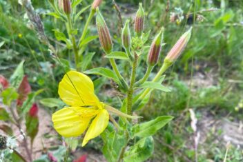 bloem van de gestreepte teunisbloem