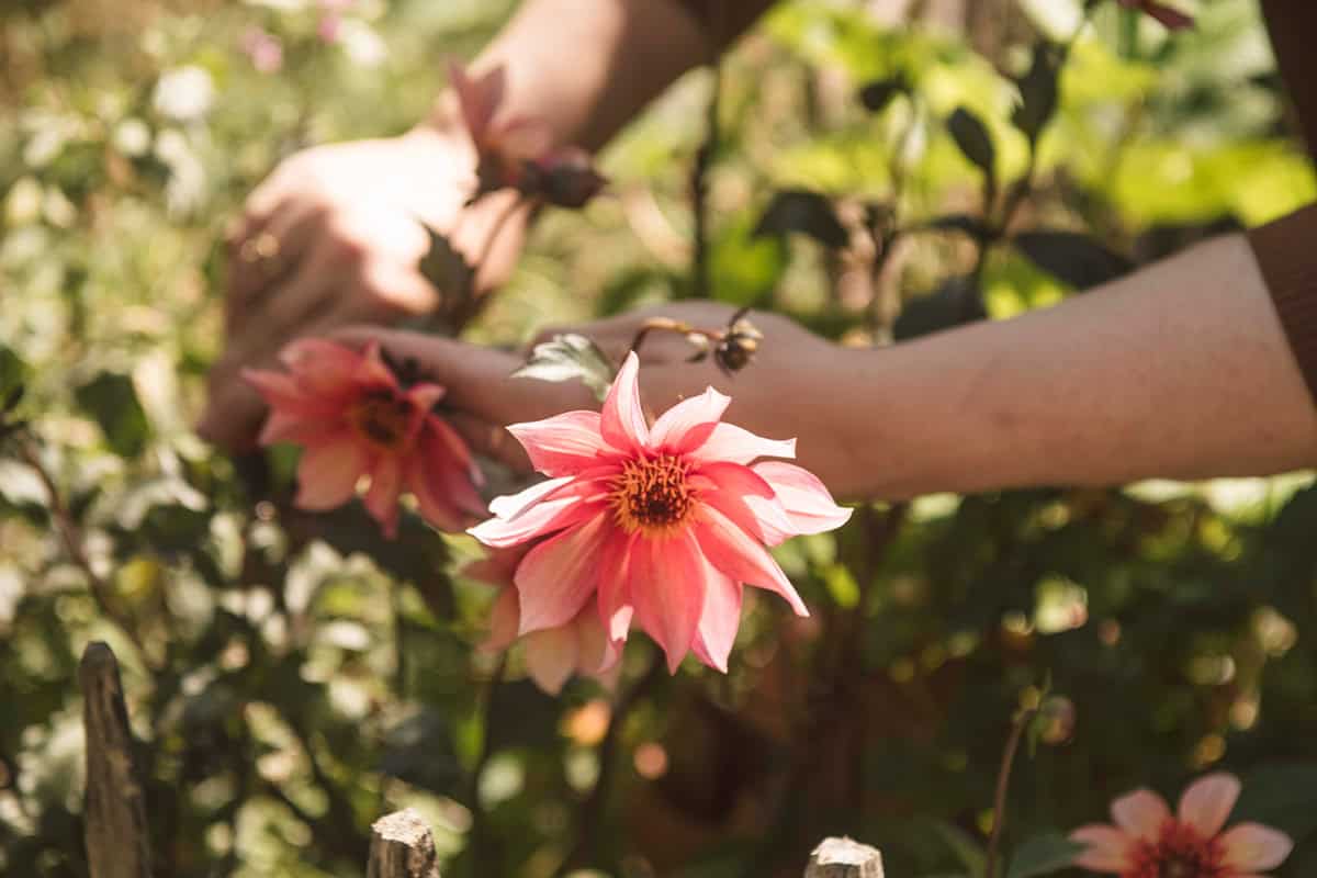 Twee handen plukken een bloem van dahlia 'Waltzing Mathilda'.