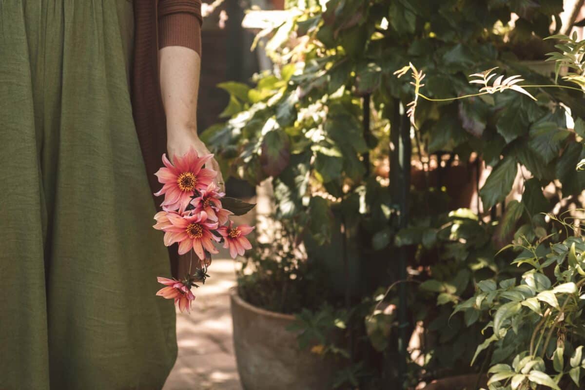 Hand met geplukte dahlia's naast bloempotten.