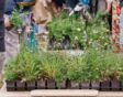Inheemse planten in plantenpotten op markt