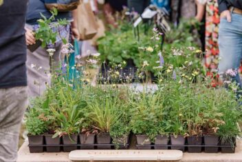 Inheemse planten in plantenpotten op markt