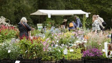 Kraam met bloeiende planten op de ambachtelijke plantenmarkt