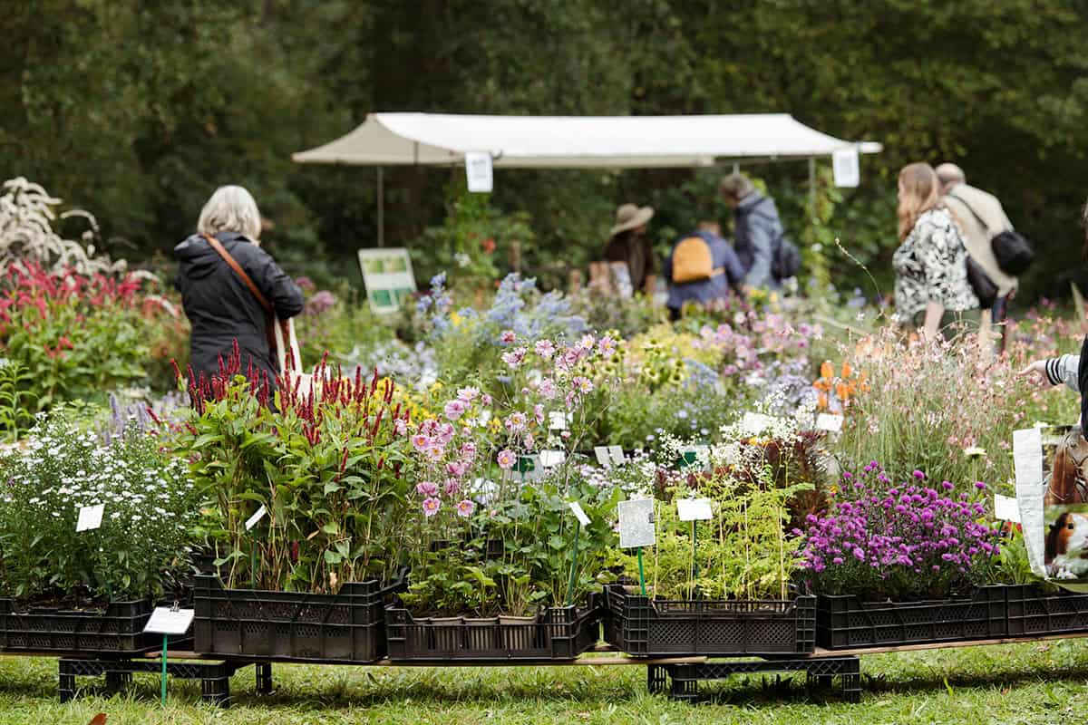 Kraam met bloeiende planten op de ambachtelijke plantenmarkt
