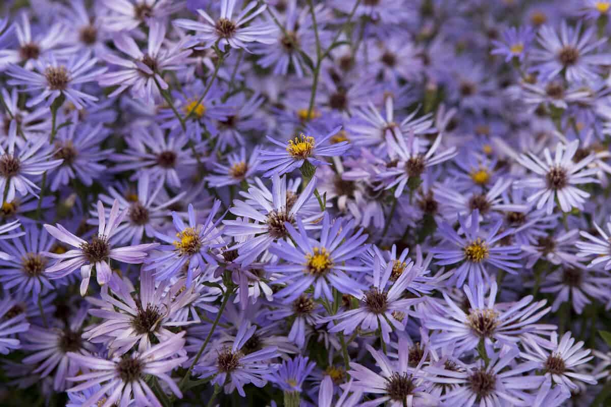 Een heleboel lila bloemhoofden van de aster in zacht zonlicht en schaduw.